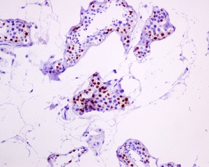 Immunohistochemistry (Formalin/PFA-fixed paraffin-embedded sections) - Anti-DMRT1 antibody [EPR6936-209] - BSA and Azide free (AB249377), expandable thumbnail