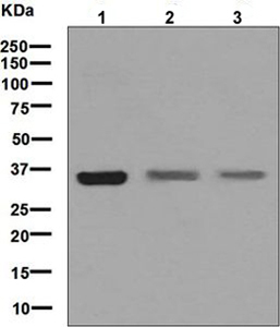 Western blot - Anti-DMRT1 antibody [EPR6936] (AB126741)