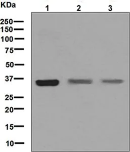 Western blot - Anti-DMRT1 antibody [EPR6936] - BSA and Azide free (AB248160)