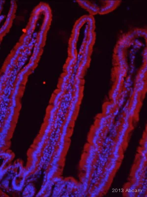 Immunohistochemistry (Frozen sections) - Anti-DMT1 antibody [4C6] (AB55735)