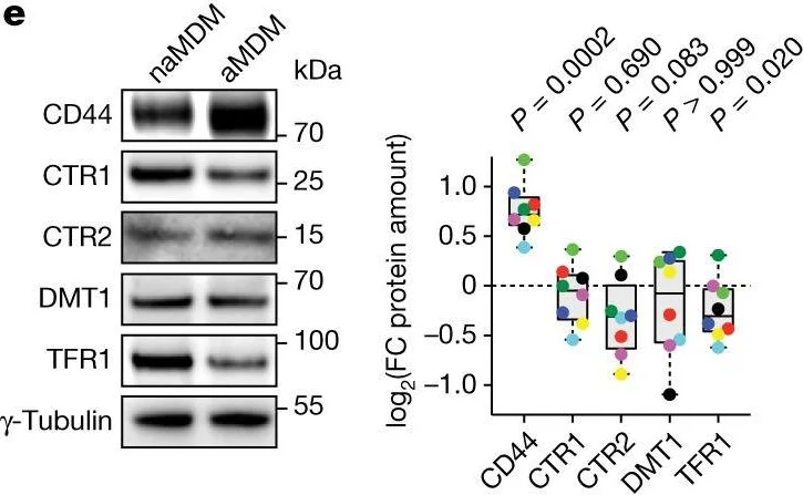 Western blot - Anti-DMT1 antibody [4C6] (AB55735)
