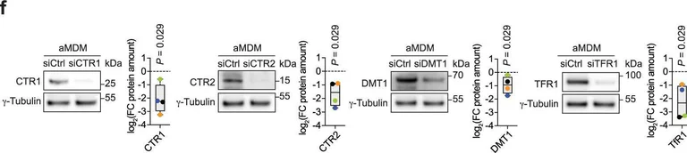 Western blot - Anti-DMT1 antibody [4C6] (AB55735)