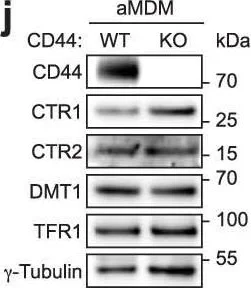 Western blot - Anti-DMT1 antibody [4C6] (AB55735)