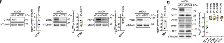 Western blot - Anti-DMT1 antibody [4C6] (AB55735)