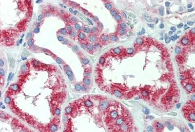 Immunohistochemistry (Formalin/PFA-fixed paraffin-embedded sections) - Anti-DMT1 antibody (AB140977)