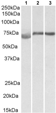 Western blot - Anti-DMTF1 antibody (AB177246), expandable thumbnail