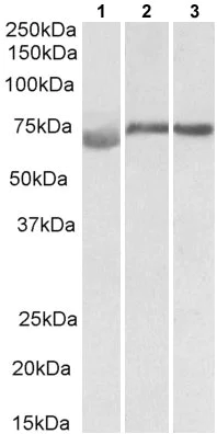 Western blot - Anti-DMTF1 antibody (AB177246)