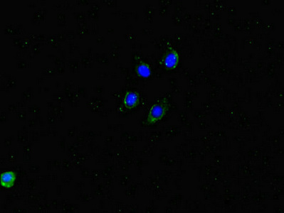 Immunocytochemistry/ Immunofluorescence - Anti-DMXL2 antibody (AB234771)