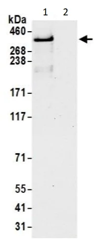 Immunoprecipitation - Anti-DMXL2 antibody (AB240690)