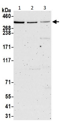 Western blot - Anti-DMXL2 antibody (AB240690), expandable thumbnail