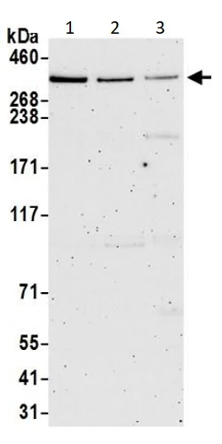 Western blot - Anti-DMXL2 antibody (AB240690)