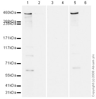 Western blot - DNA Damage Kinases Panel (ATM, ATM pS1981, ATR, ATR pS428, DNA-PKcs, DNA-PKcs pS2056) (AB103970), expandable thumbnail