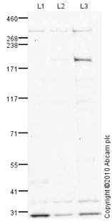 Western blot - DNA Damage Kinases Panel (ATM, ATM pS1981, ATR, ATR pS428, DNA-PKcs, DNA-PKcs pS2056) (AB103970), expandable thumbnail