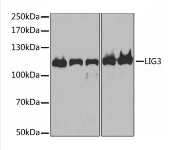 Western blot - Anti-DNA Ligase III/LIG3 antibody (AB185815)