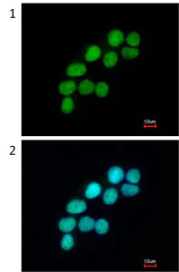 Immunocytochemistry/ Immunofluorescence - Anti-DNA Ligase III/LIG3 antibody (AB96576)