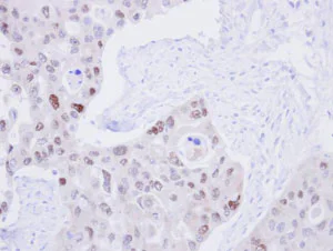 Immunohistochemistry (Formalin/PFA-fixed paraffin-embedded sections) - Anti-DNA Ligase III/LIG3 antibody (AB96576)