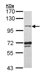 Western blot - Anti-DNA Ligase III/LIG3 antibody (AB96576)