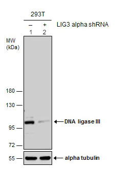 Western blot - Anti-DNA Ligase III/LIG3 antibody (AB96576)