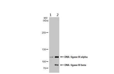 Western blot - Anti-DNA Ligase III/LIG3 antibody (AB96576)