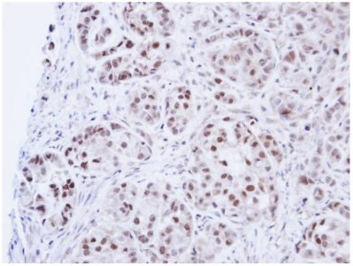 Immunohistochemistry (Formalin/PFA-fixed paraffin-embedded sections) - Anti-DNA Ligase III/LIG3 antibody (AB97404), expandable thumbnail