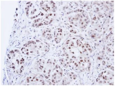 Immunohistochemistry (Formalin/PFA-fixed paraffin-embedded sections) - Anti-DNA Ligase III/LIG3 antibody (AB97404)