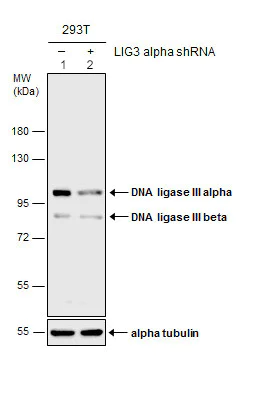 Western blot - Anti-DNA Ligase III/LIG3 antibody (AB97404)
