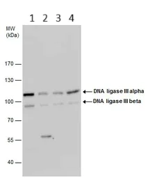 Western blot - Anti-DNA Ligase III/LIG3 antibody (AB97404)