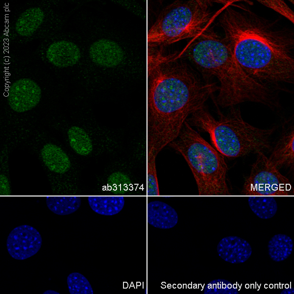 Immunocytochemistry/ Immunofluorescence - Anti-DNA Ligase III/LIG3 antibody [EPR27265-44] - BSA and Azide free (AB313375), expandable thumbnail