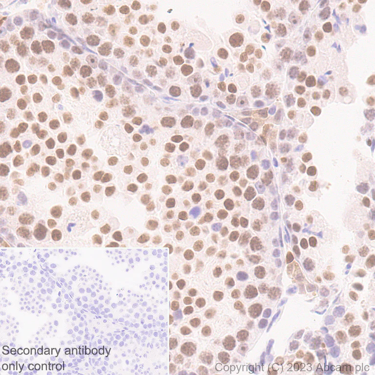 Immunohistochemistry (Formalin/PFA-fixed paraffin-embedded sections) - Anti-DNA Ligase III/LIG3 antibody [EPR27265-44] - BSA and Azide free (AB313375)