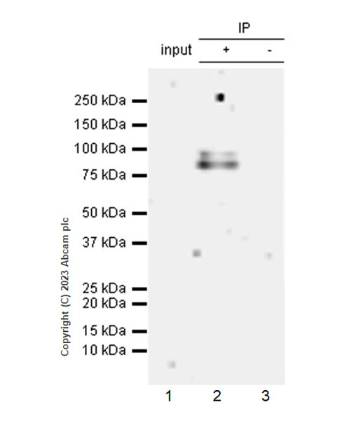 Immunoprecipitation - Anti-DNA Ligase III/LIG3 antibody [EPR27265-44] - BSA and Azide free (ab313375), expandable thumbnail