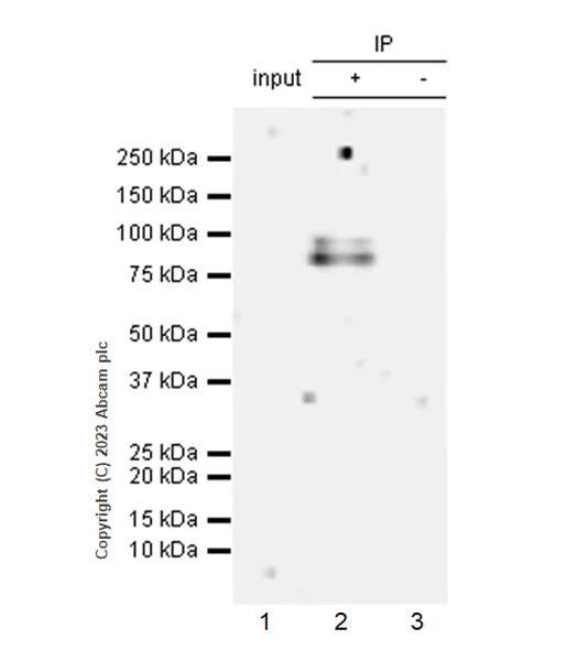 Immunoprecipitation - Anti-DNA Ligase III/LIG3 antibody [EPR27265-44] - BSA and Azide free (AB313375)