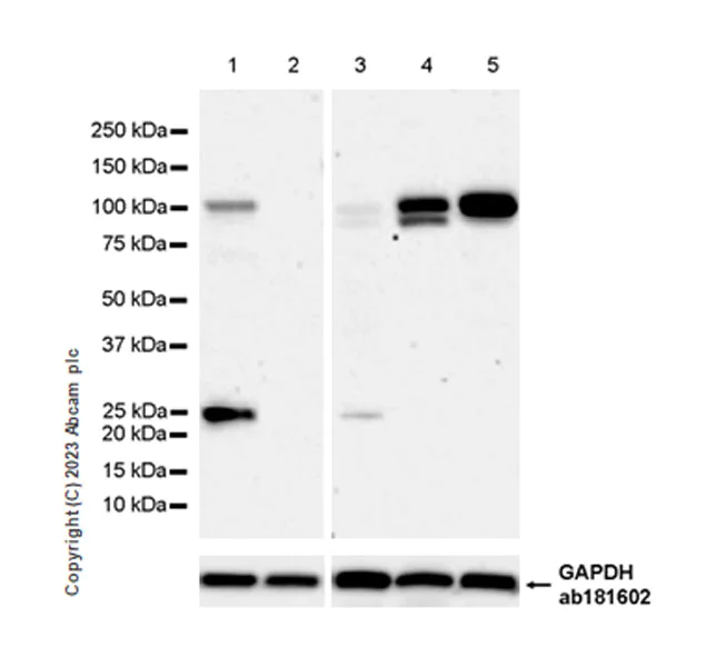Western blot - Anti-DNA Ligase III/LIG3 antibody [EPR27265-44] - BSA and Azide free (AB313375)