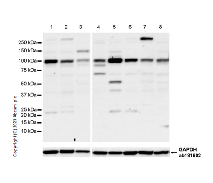 Western blot - Anti-DNA Ligase III/LIG3 antibody [EPR27265-44] - BSA and Azide free (AB313375), expandable thumbnail