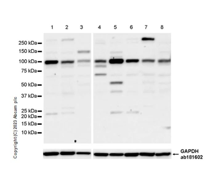 Western blot - Anti-DNA Ligase III/LIG3 antibody [EPR27265-44] - BSA and Azide free (AB313375)