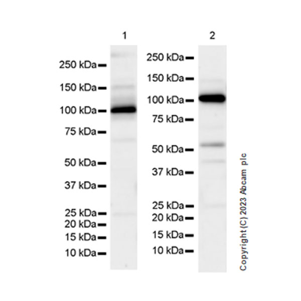 Western blot - Anti-DNA Ligase III/LIG3 antibody [EPR27265-44] - BSA and Azide free (ab313375), expandable thumbnail