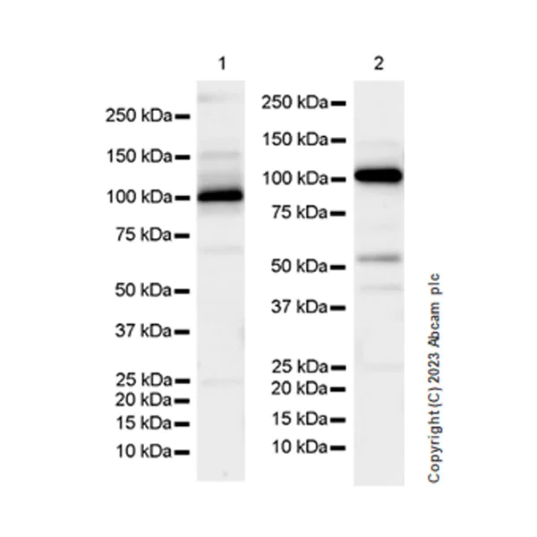 Western blot - Anti-DNA Ligase III/LIG3 antibody [EPR27265-44] - BSA and Azide free (AB313375)