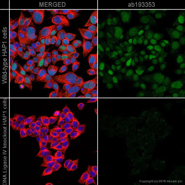Immunocytochemistry/ Immunofluorescence - Anti-DNA Ligase IV/LIG4 antibody [EPR16531] (AB193353)