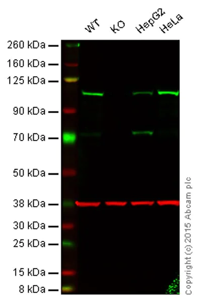 Western blot - Anti-DNA Ligase IV/LIG4 antibody [EPR16531] - BSA and Azide free (AB232658)
