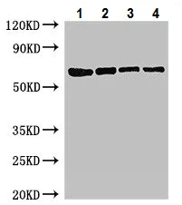 Western blot - Anti-DNA mismatch repair protein MutL antibody (AB225917)