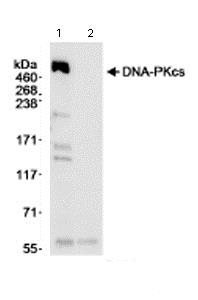 Immunoprecipitation - Anti-DNA PKcs antibody (AB70250), expandable thumbnail