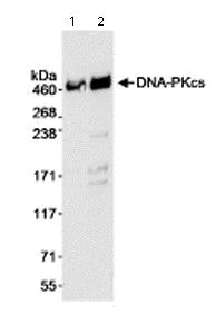 Western blot - Anti-DNA PKcs antibody (AB70250)