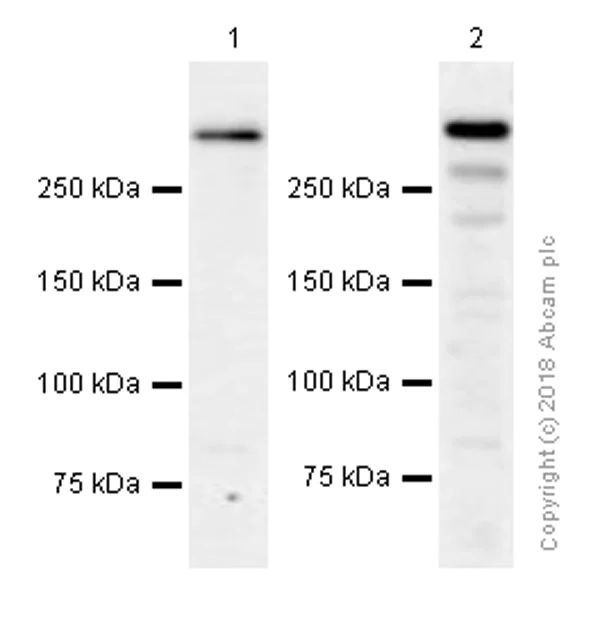 Western blot - Anti-DNA PKcs antibody [EPR392] (AB133516)