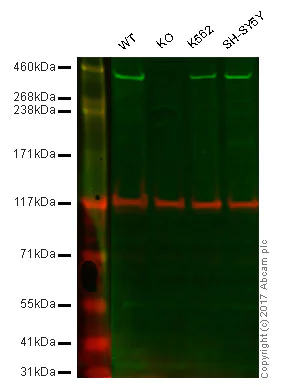 Western blot - Anti-DNA PKcs antibody [EPR392] (AB133516)
