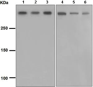 Western blot - Anti-DNA PKcs antibody [EPR392] (AB133516)