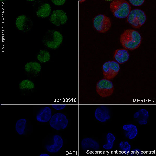 Immunocytochemistry/ Immunofluorescence - Anti-DNA PKcs antibody [EPR392] - BSA and Azide free (AB174573)