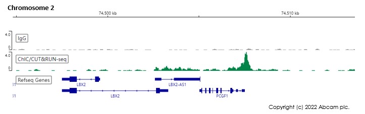 ChIC/CUT&RUN sequencing - Anti-DNA PKcs antibody [Y393] (ab32566), expandable thumbnail