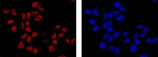 Immunocytochemistry/ Immunofluorescence - Anti-DNA PKcs antibody [Y393] (AB32566)