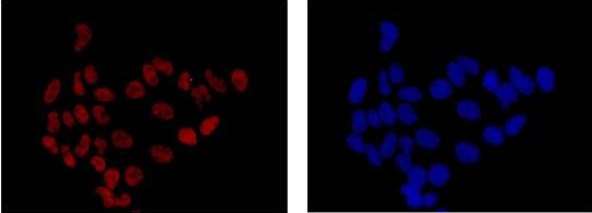 Immunocytochemistry/ Immunofluorescence - Anti-DNA PKcs antibody [Y393] (AB32566), expandable thumbnail