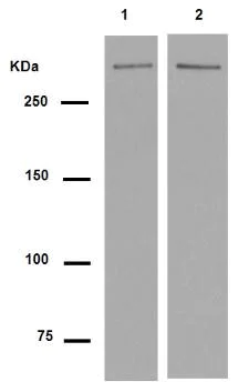 Western blot - Anti-DNA PKcs antibody [Y393] (AB32566)