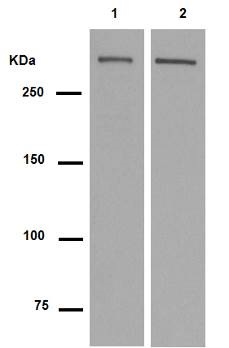 Western blot - Anti-DNA PKcs antibody [Y393] (AB32566), expandable thumbnail